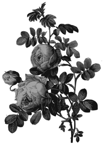 Fleurs roses en gris