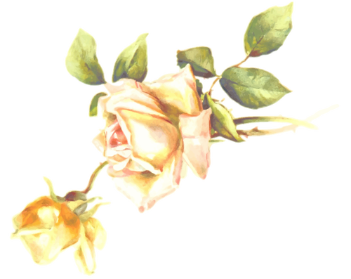 Gele rose bloesem
