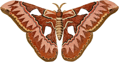Lepidottero marrone