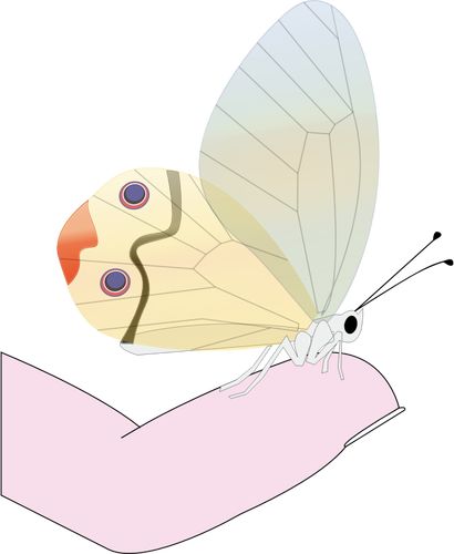 Farfalla su un disegno vettoriale di polpastrello