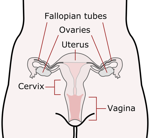 Órgãos reprodutivos femininos