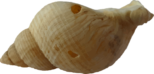 Lama shell