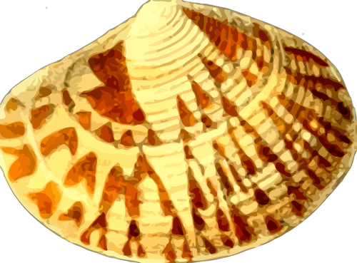 Gulaktig sea shell
