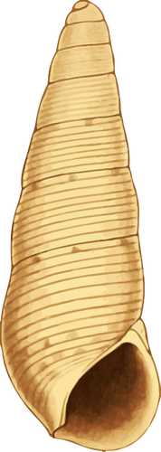 Ilustração da concha