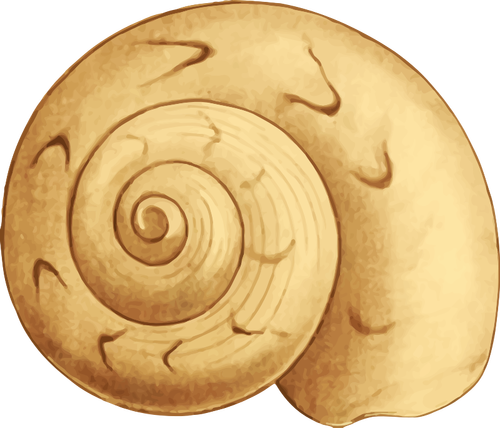 Kuning shell