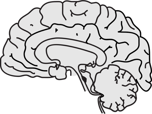 Векторное изображение серого мозга человека с тонкой черной линией