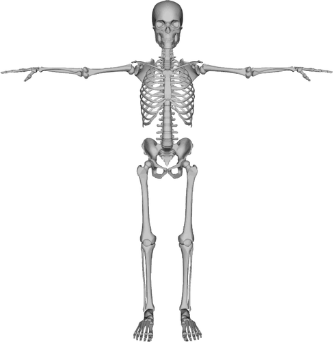 Skeleton figure