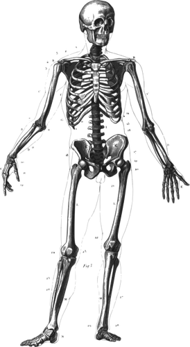 Menselijk skelet vector afbeelding permanent