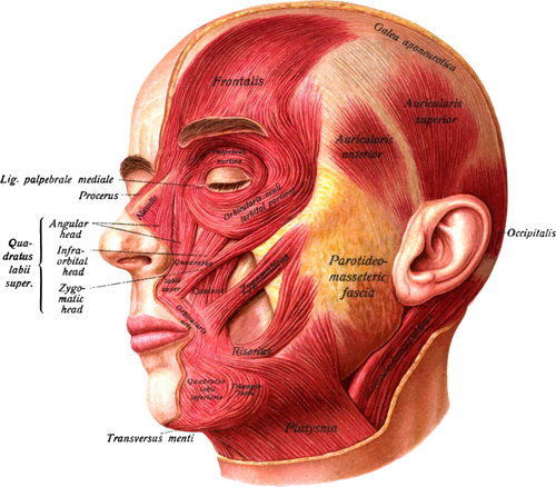 Spieren van het gezicht