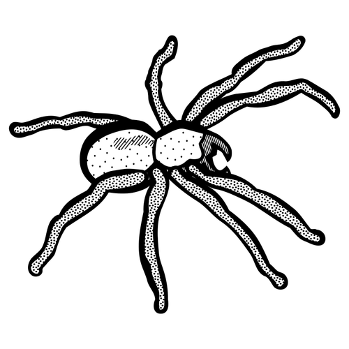 Desenho de aranha