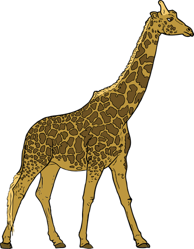 Giraff bild