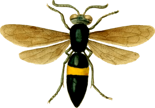 Bild einer Fliege