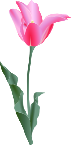 Векторное изображение тюльпана.