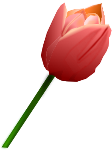 Tulipano rosa