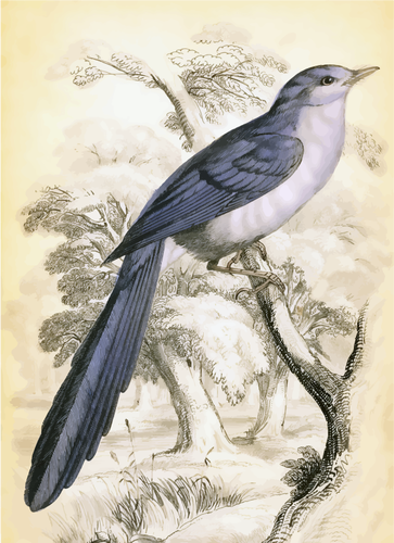 Длинный хвост птицу на дерево филиал векторное изображение
