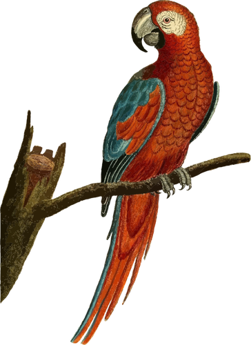 Immagine di vettore del pappagallo