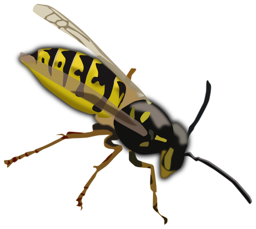 Wasp drawing