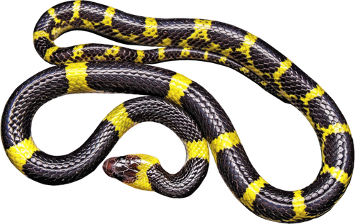 Geel en zwart snake
