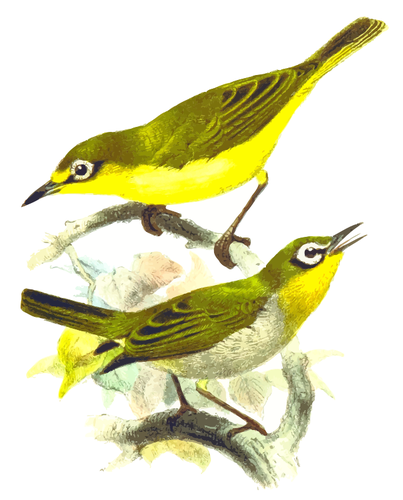 Dva žlutí ptáci