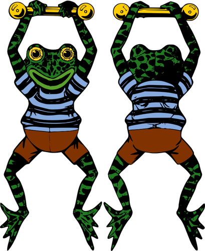 Vector image of acrobat frog