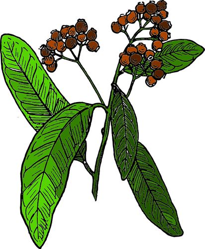 Vector de dibujo de la fruta de pimienta de Jamaica
