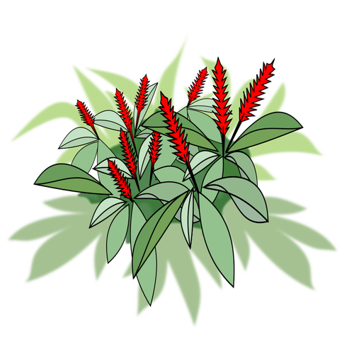 Растение с красными цветами
