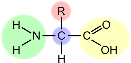 Vektor-Bild der Aminosäure-Regelung