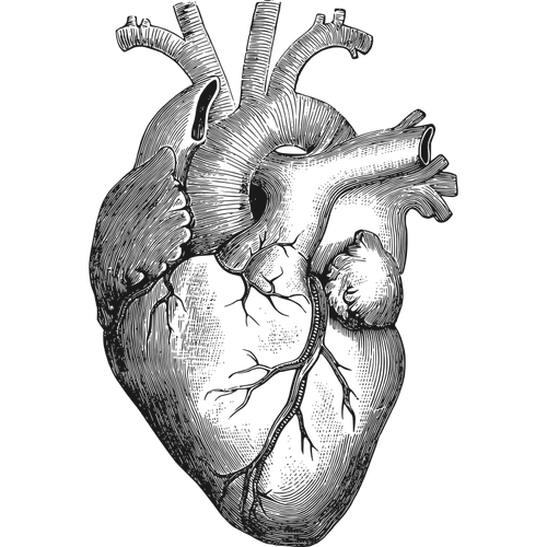 Anatomisk hjertet vector illustrasjon