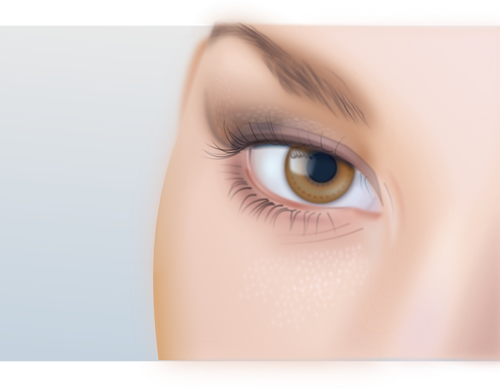 Desenho do olho da mulher com detalhe extremo vetorial