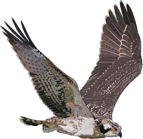 Western Osprey i flight illustrasjon