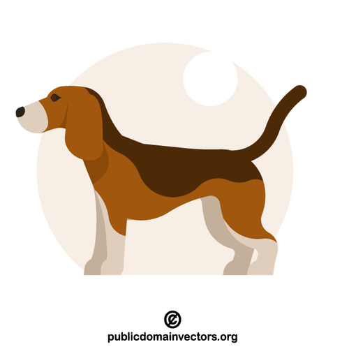 Beagle pes