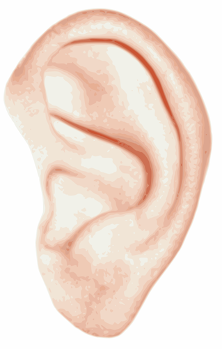 Illustrazione vettoriale di orecchio umano bianco