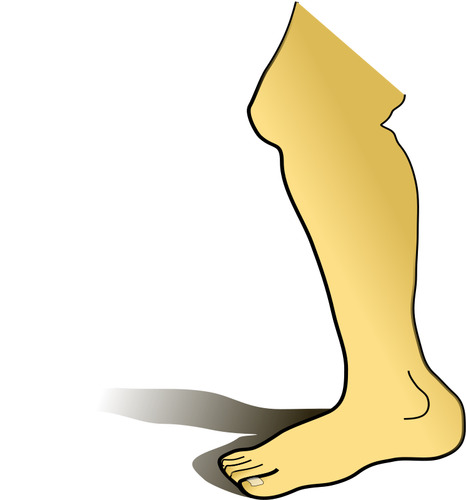 בתמונה וקטורית רגל אנושית