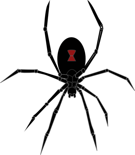 Black widow păianjen grafică vectorială