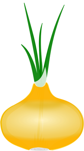 Cebolla con su hojas vector clip art