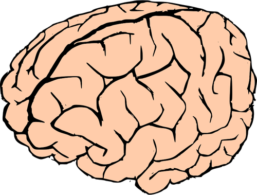 رسم متجه للدماغ البشري باللونين الوردي والأسود