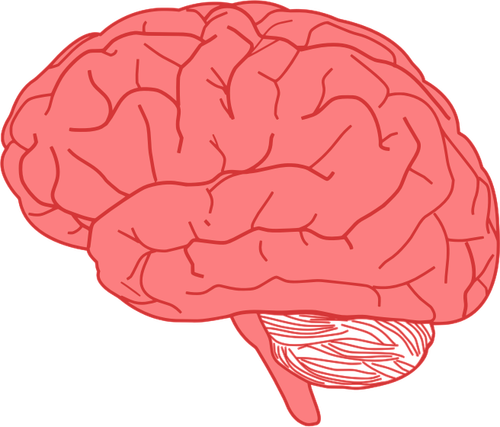 Disegno della vista laterale del cervello umano in rosso vettoriale