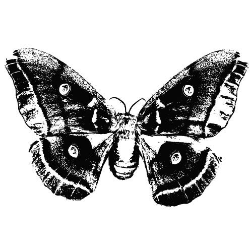 Vector monocromo de mariposa