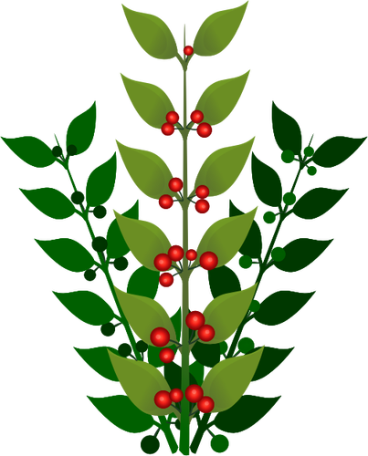 Branche avec baies vector illustration