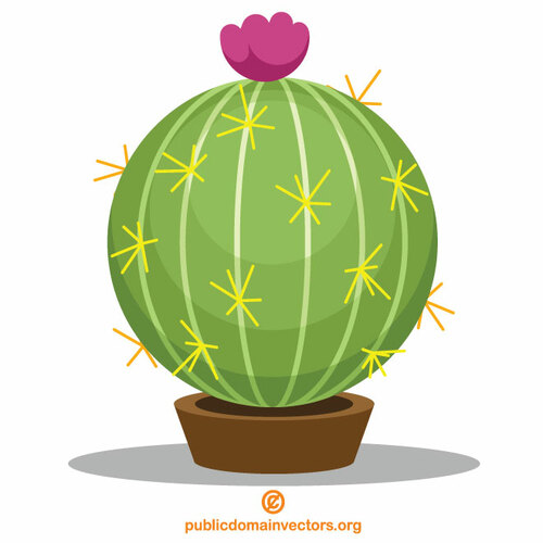 Kaktus di pot kecil