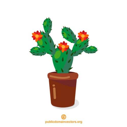 Cactus en una olla