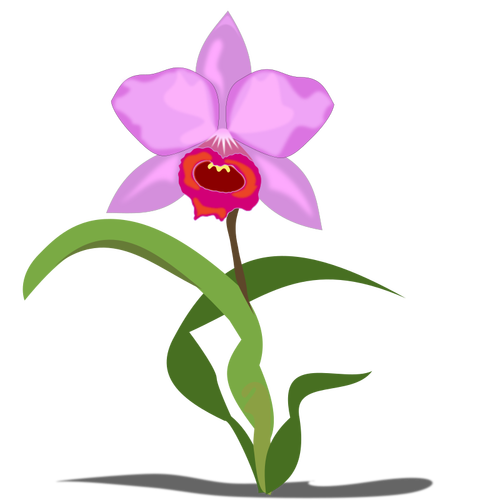 Enda Cattleya blomma vektorgrafik
