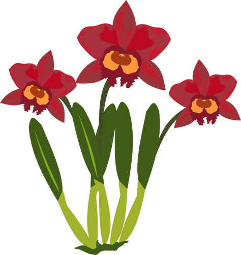 Cattleya bunga warna ilustrasi