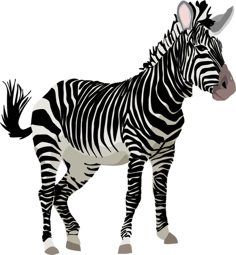 Grafica vettoriale di animale zebra colore