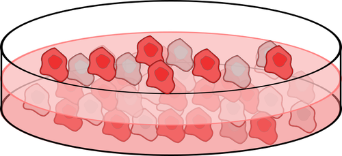 Bilden av cell kultur maträtt