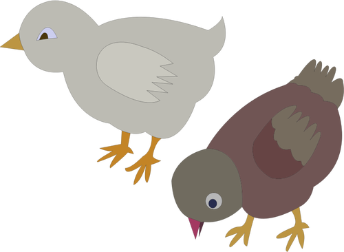 Vector illustration of two colored chickens roaming around