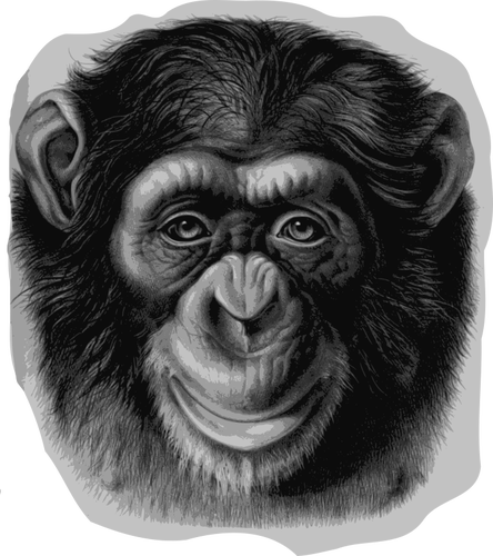 Schimpansen-Kopf