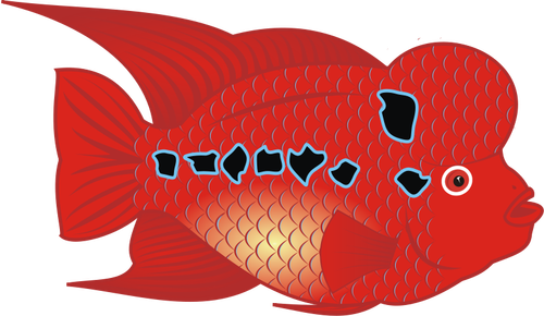Flowerhorn Fish Vector