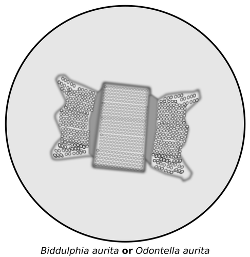 Image vectorielle de diatomées