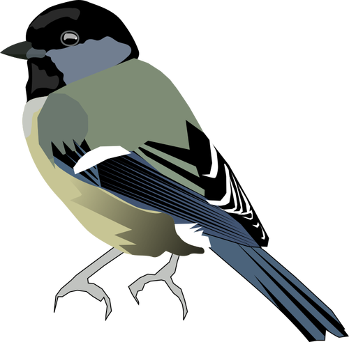 Vector afbeelding van gekleurde vogel met grijze front